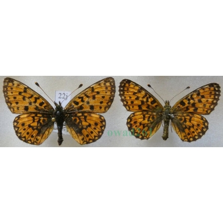 Boloria selene (Denis & Schiffermüller, 1775) pair Dostojka selene Czech22j